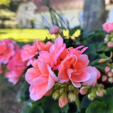 In Danmark- Agernaesgaard * オテルプ