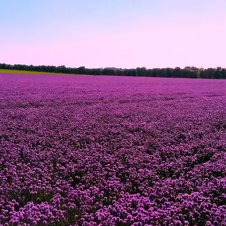 In Danmark- Agernaesgaard Otterup