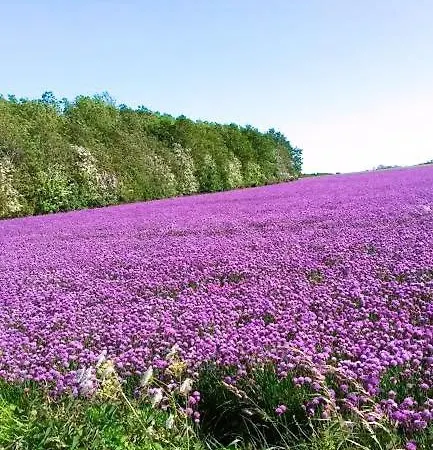 In Danmark- Agernaesgaard アパート オテルプ